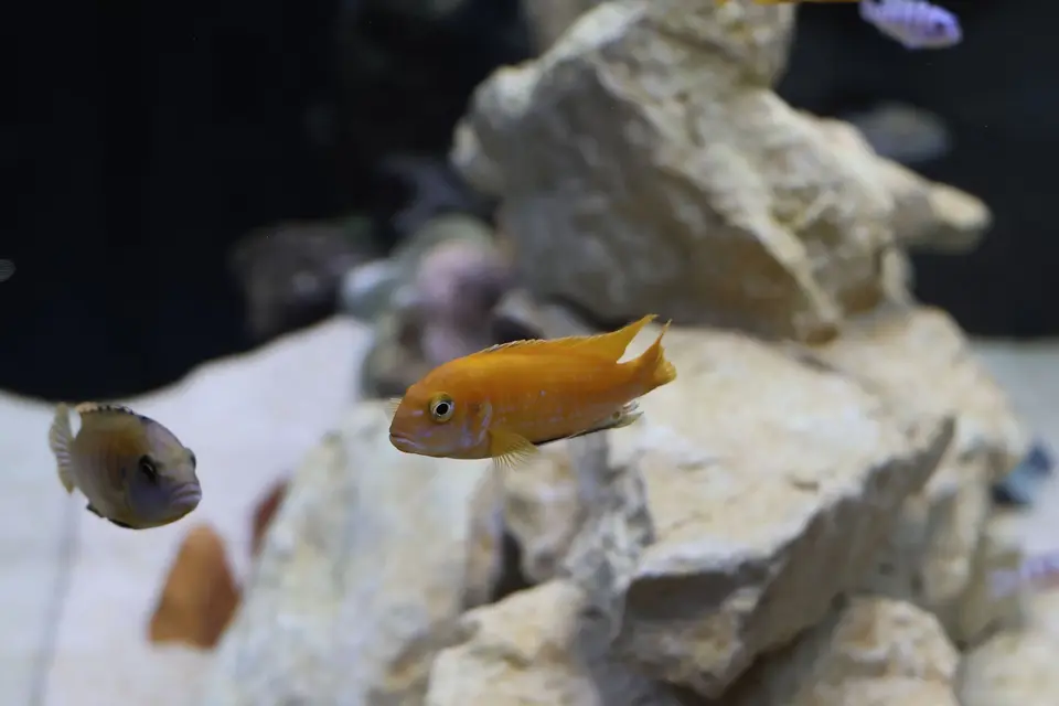 Mama Kabı Pet Shop — Pet shop
