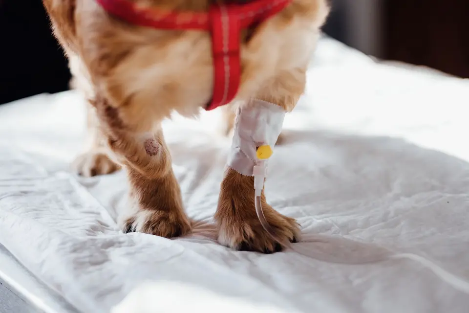 Kuyruk Veteriner Polikliniği — Veteriner kliniği