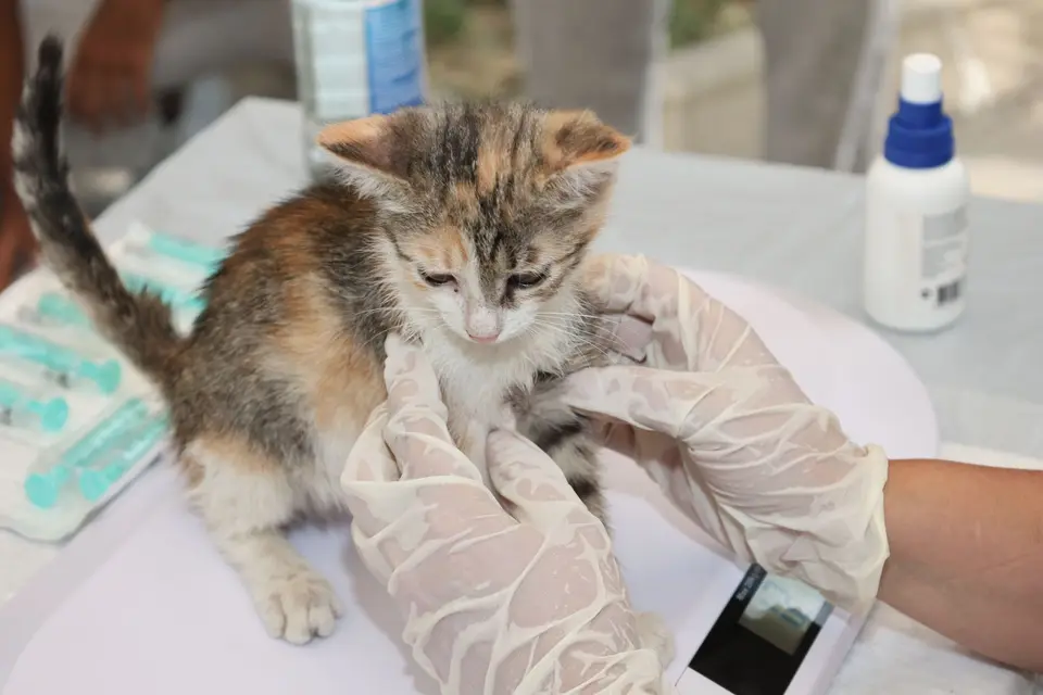 Bıyık Hayvan Sağlığı — Veteriner kliniği